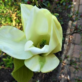 Magnolia denudata 'Yellow River'