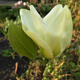 Magnolia denudata 'Yellow River'