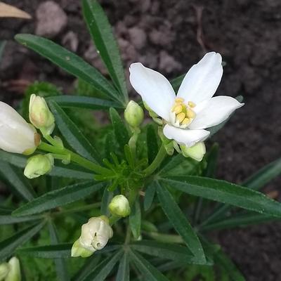 Mexicaans oranjebloesem - Choisya ternata 'Aztec Pearl'