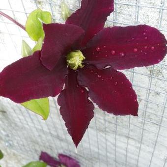 Clematis 'Warszawska Nike'