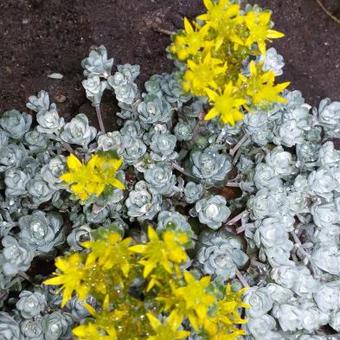 Sedum spathulifolium 'Purpureum'