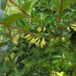 Lonicera nitida 'Elegant' - Chinese kamperfoelie