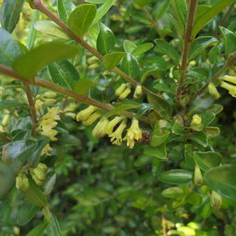 Lonicera nitida 'Elegant'