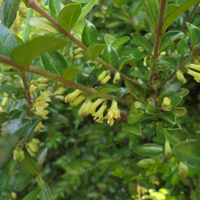 Chinese kamperfoelie - Lonicera nitida 'Elegant'