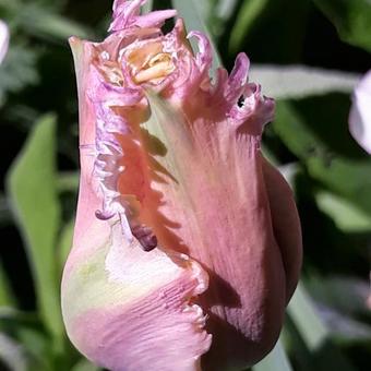 Tulipa