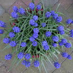 Muscari armeniacum 'Bling Bling' - Blauw druifje