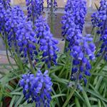 Muscari armeniacum 'Bling Bling' - Blauw druifje