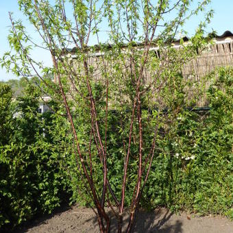 Prunus serrula