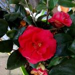 Camellia japonica 'Lady Campbell' - Camelia