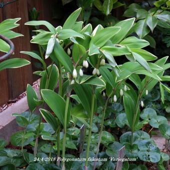 Polygonatum falcatum 'Variegatum'