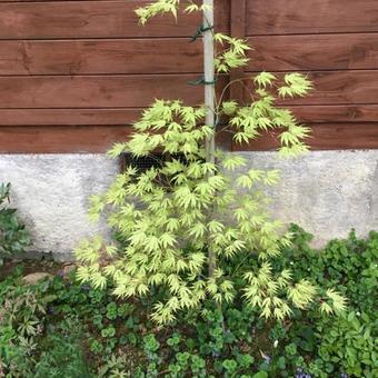 Acer palmatum 'First Ghost'