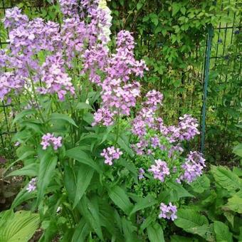 Hesperis matronalis 'Purpurea'