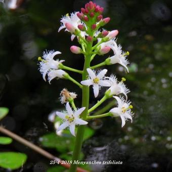 Menyanthes trifoliata