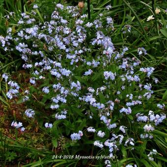 Myosotis sylvatica