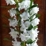 Dendrobium nobile - Orchidee