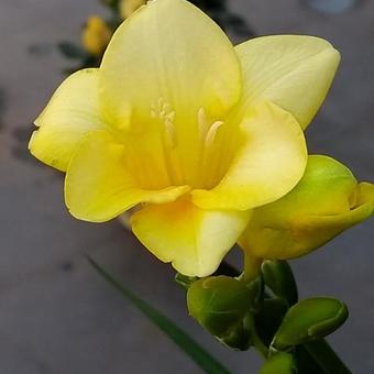 Freesia