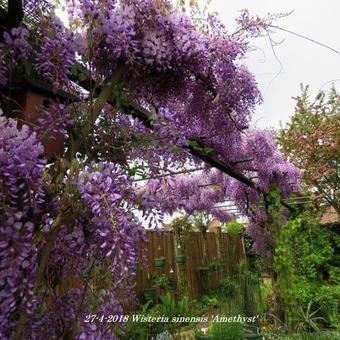 Wisteria sinensis 'Amethyst'