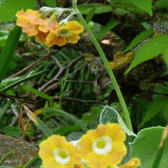 Primula auricula 'George Edge'