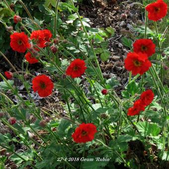 Geum 'Rubin'