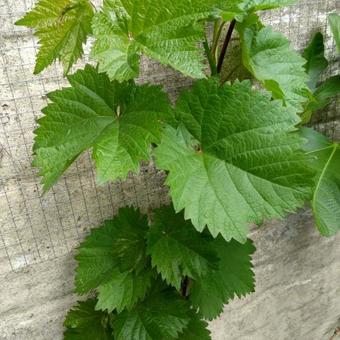 Vitis vinifera 'Kishmish Luchistyi'