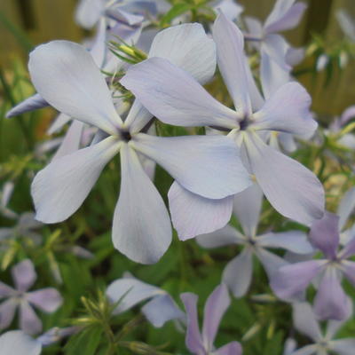 Vlambloem, Floks - Phlox divaricata 'Clouds of Perfume' 