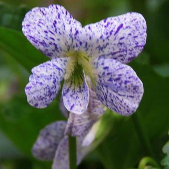 Viola sororia 'Freckles'