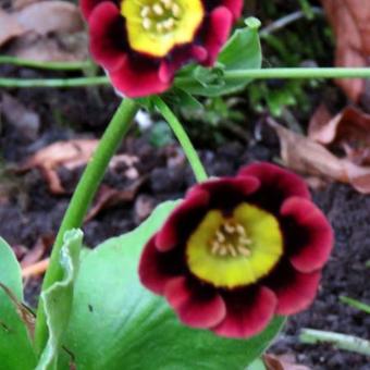 Primula auricula 'Dusky Maiden'