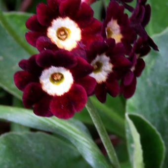 Primula auricula 'Argus'