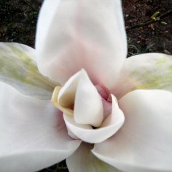 Magnolia stellata