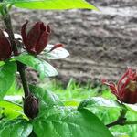 Calycanthus floridus - Wijnknop, Specerijstruik, Meloenboompje