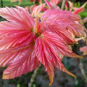 Acer pseudoplatanus 'Brilliantissimum'