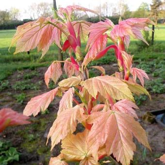 Acer pseudoplatanus 'Brilliantissimum'