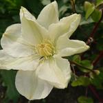 Clematis 'Wada's Primrose' - Bosrank