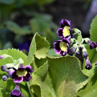 Primula x pubescens