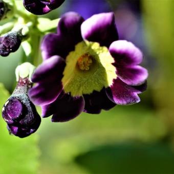 Primula x pubescens