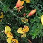 Cytisus x boskoopii 'Apricot Gem' - Brem