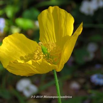 Meconopsis cambrica