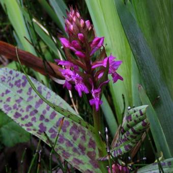 Dactylorhiza majalis