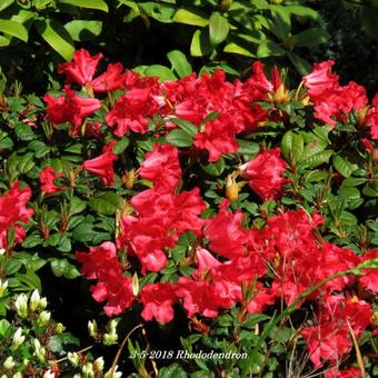 Rhododendron/Azalea