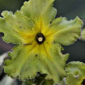 Primula 'Francisca'