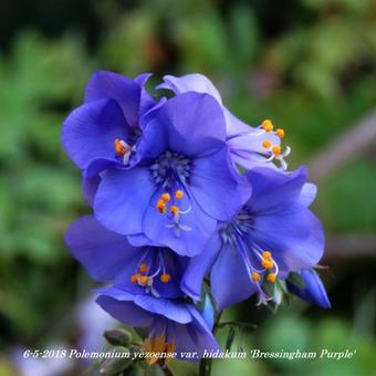 Polemonium yezoense var. hidakanum 'Bressingham Purple'