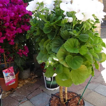 Pelargonium grandiflorum 'Jasmin'