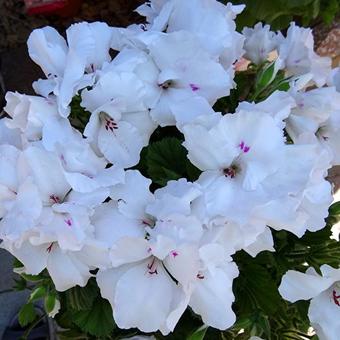 Pelargonium grandiflorum 'Jasmin'