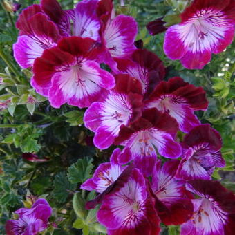 Pelargonium 'Tip Top Duet'