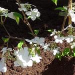 Viburnum plicatum 'Kilimandjaro Sunrise' - Japanse sneeuwbal