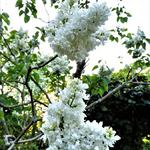 Sering - Syringa vulgaris 'Mme Florent Stepman'