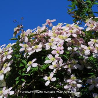 Clematis montana 'Pink Perfection'