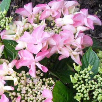 Hydrangea macrophylla 'Beijing'