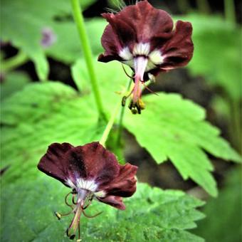 Geranium phaeum ‘Springtime’