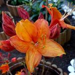 Rhododendron knaphill - Azalea